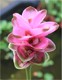Blume